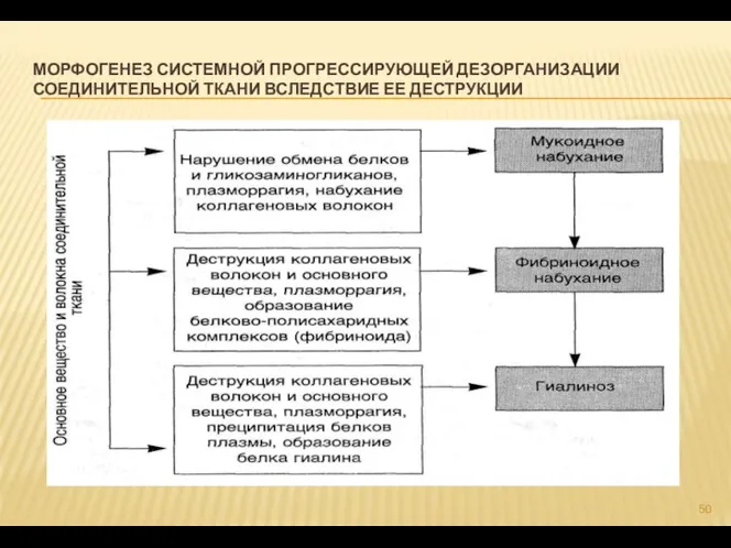 МОРФОГЕНЕЗ СИСТЕМНОЙ ПРОГРЕССИРУЮЩЕЙ ДЕЗОРГАНИЗАЦИИ СОЕДИНИТЕЛЬНОЙ ТКАНИ ВСЛЕДСТВИЕ ЕЕ ДЕСТРУКЦИИ