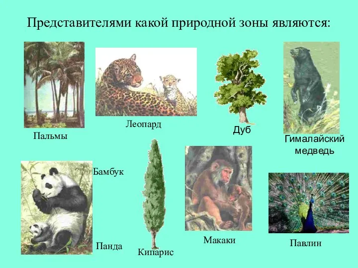 Представителями какой природной зоны являются: Леопард Макаки Панда Кипарис Бамбук Павлин Пальмы