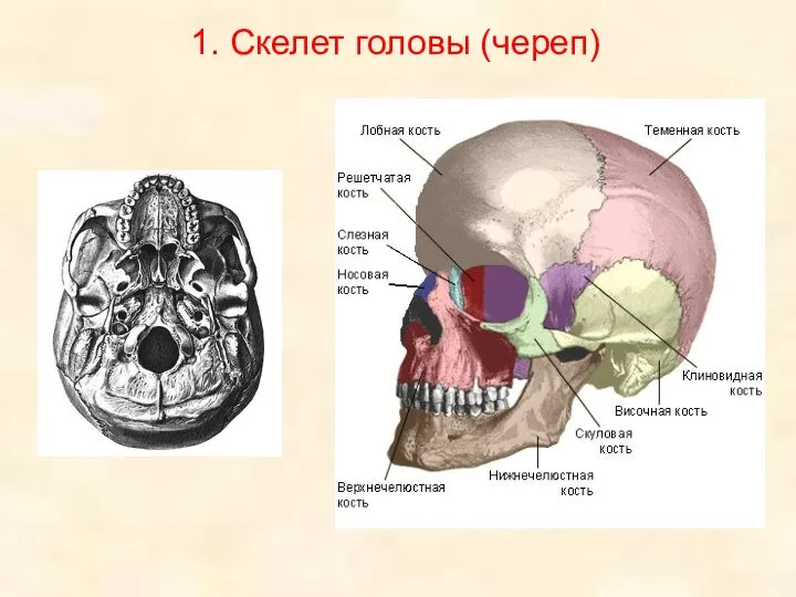 1. Скелет головы (череп)
