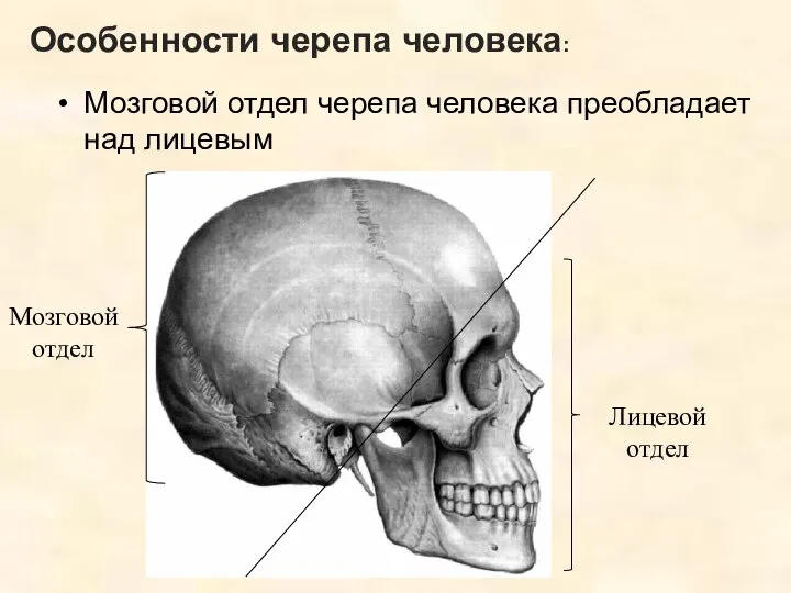 Мозговой отдел Лицевой отдел Мозговой отдел черепа человека преобладает над лицевым Особенности черепа человека: