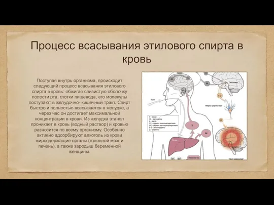 Процесс всасывания этилового спирта в кровь Поступая внутрь организма, происходит следующий процесс