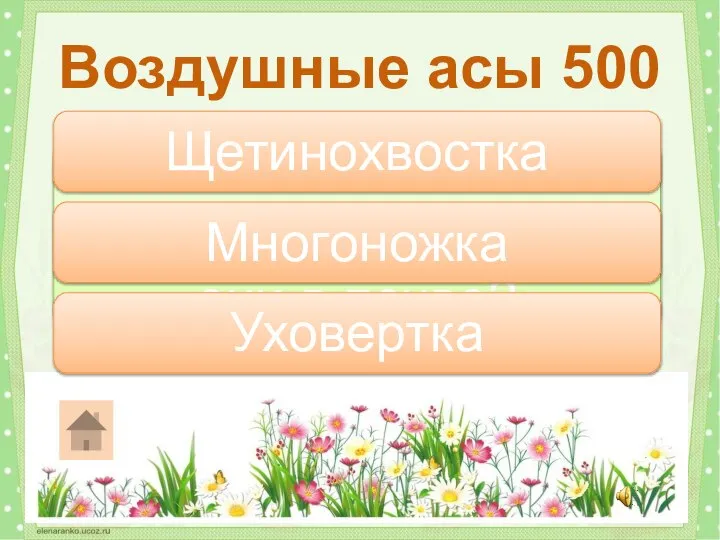 У каких насекомых нет крыльев и живут они в почве? Воздушные асы 500 Щетинохвостка Уховертка Многоножка