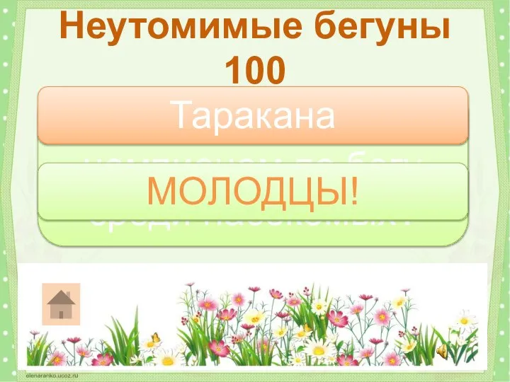 Кого считают чемпионом по бегу среди насекомых? Неутомимые бегуны 100 Таракана МОЛОДЦЫ!