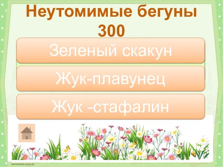 Какой жук похож на уховертку? Неутомимые бегуны 300 Жук -стафалин Зеленый скакун Жук-плавунец