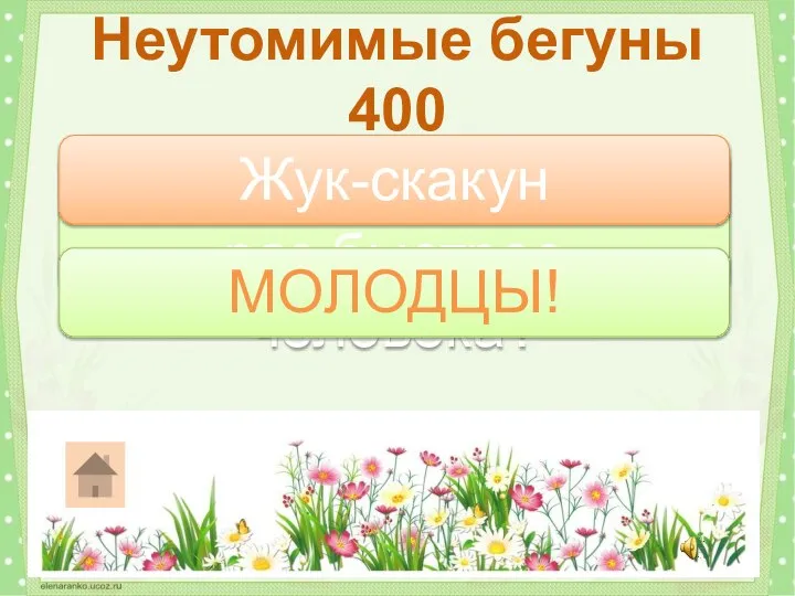 Какой жук бегает в 10 раз быстрее человека? Неутомимые бегуны 400 Жук-скакун МОЛОДЦЫ!