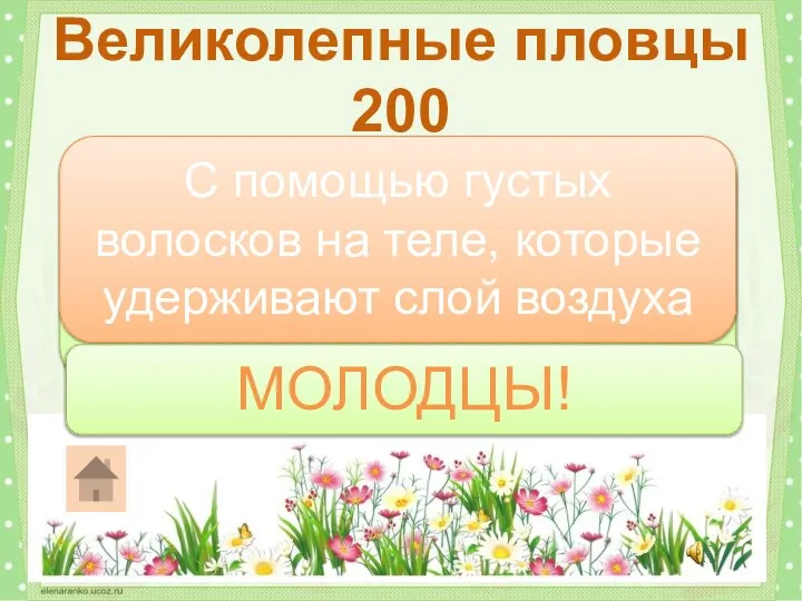 С помощью чего жук-водолюб может дышать под водой? Великолепные пловцы 200 С