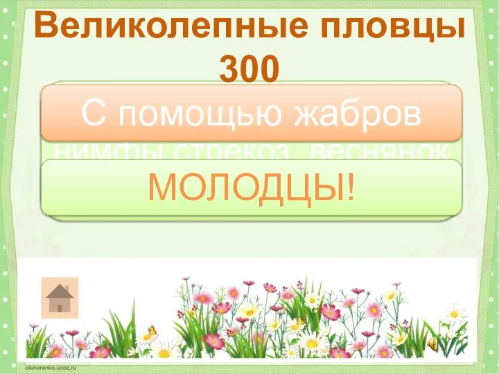 С помощью чего дышат нимфы стрекоз, веснянок и поденок под водой? Великолепные