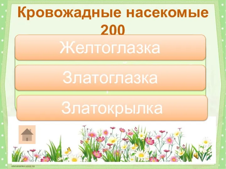 Какое насекомое пожирает тлей вместе с их сахаристыми выделениями? Кровожадные насекомые 200 Златоглазка Желтоглазка Златокрылка