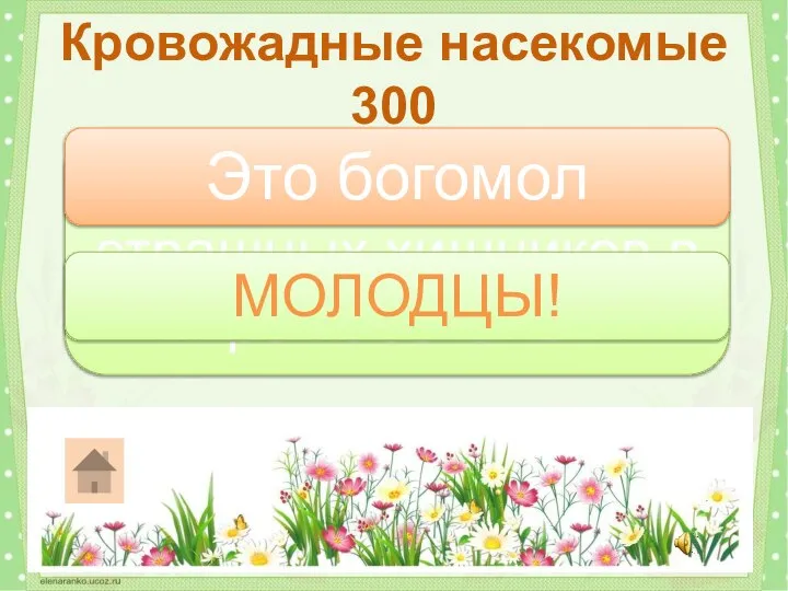 Один из самых страшных хищников в мире насекомых? Кровожадные насекомые 300 Это богомол МОЛОДЦЫ!