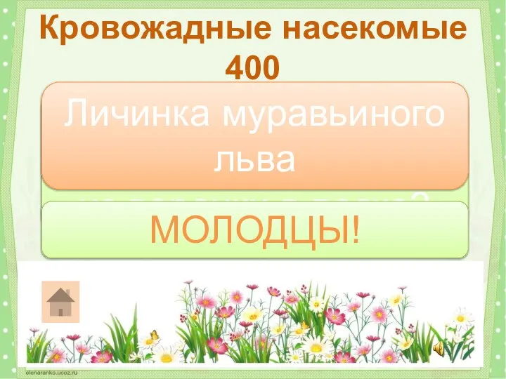 Какое насекомое нападает на муравьев из воронки в песке? Кровожадные насекомые 400 Личинка муравьиного льва МОЛОДЦЫ!