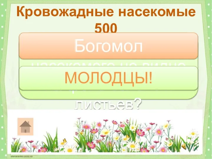 Какого хищного насекомого не видно на фоне зеленых листьев? Кровожадные насекомые 500 Богомол МОЛОДЦЫ!