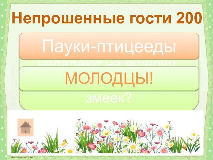 Какие ядовитые пауки нападают на ящериц, лягушек и ядовитых змеек? Непрошенные гости 200 Пауки-птицееды МОЛОДЦЫ!