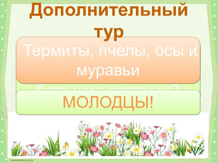 Какие насекомые могут образовывать большие колонии? Термиты, пчелы, осы и муравьи Дополнительный тур МОЛОДЦЫ!