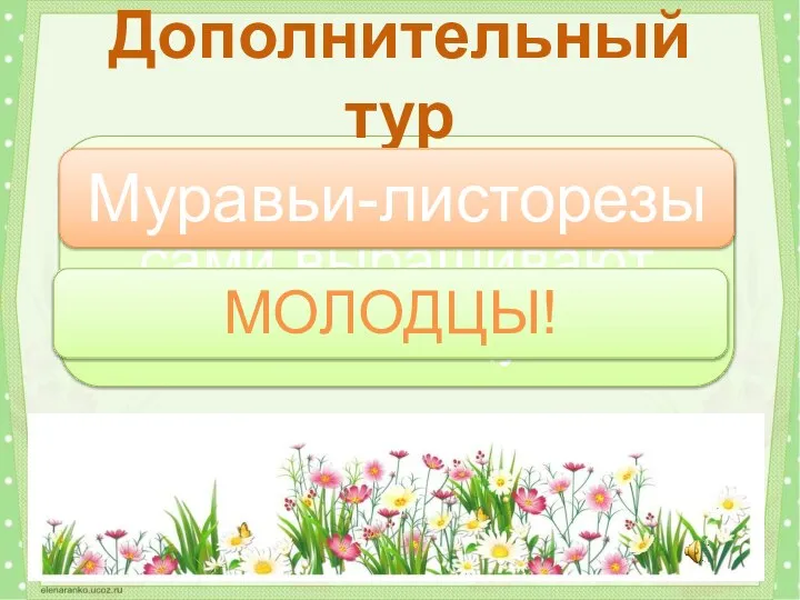 Какие насекомые сами выращивают себе пищу? Дополнительный тур Муравьи-листорезы МОЛОДЦЫ!