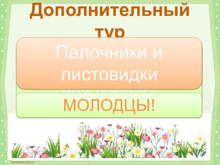 Какие насекомые выглядят как веточки или листья? Дополнительный тур Палочники и листовидки МОЛОДЦЫ!