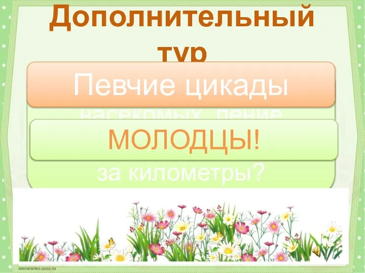 Одни из самых шумных насекомых, пение которых слышно почти за километры? Дополнительный тур Певчие цикады МОЛОДЦЫ!