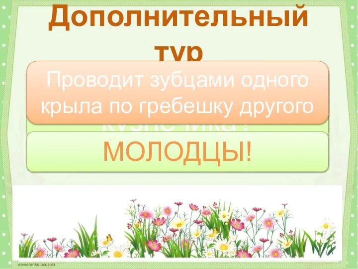 Как стрекочет самец кузнечика? Дополнительный тур Проводит зубцами одного крыла по гребешку другого МОЛОДЦЫ!