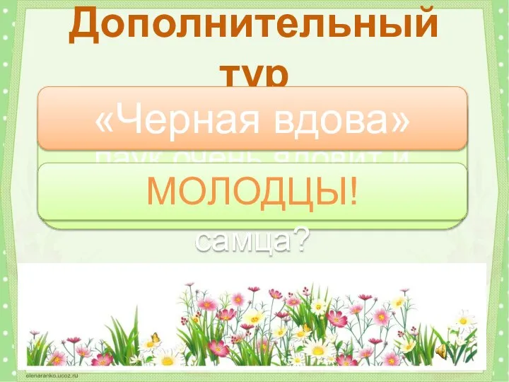 Какой австралийский паук очень ядовит и часто самка съедает самца? Дополнительный тур «Черная вдова» МОЛОДЦЫ!