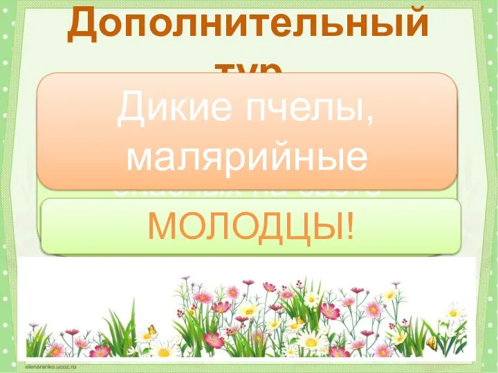 Какие насекомые относятся к числу самых опасных на свете созданий? Дополнительный тур