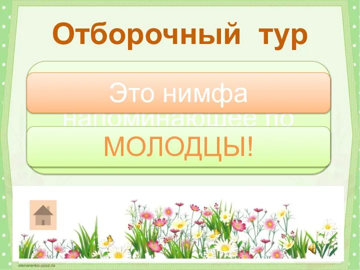 Молодое насекомое, напоминающее по облику старших? Отборочный тур Это нимфа МОЛОДЦЫ!