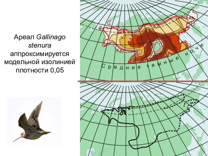 Ареал Gallinago stenura аппроксимируется модельной изолинией плотности 0,05