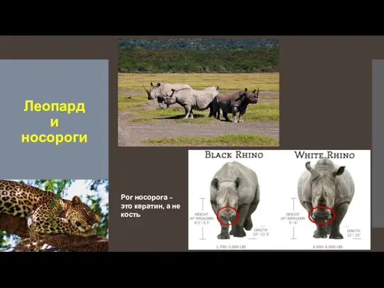 Леопард и носороги Рог носорога – это кератин, а не кость