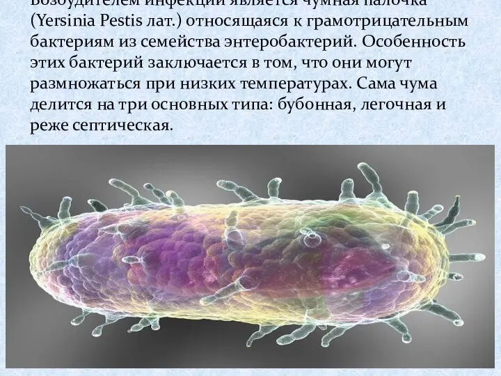 Возбудителем инфекции является чумная палочка (Yersinia Pestis лат.) относящаяся к грамотрицательным бактериям