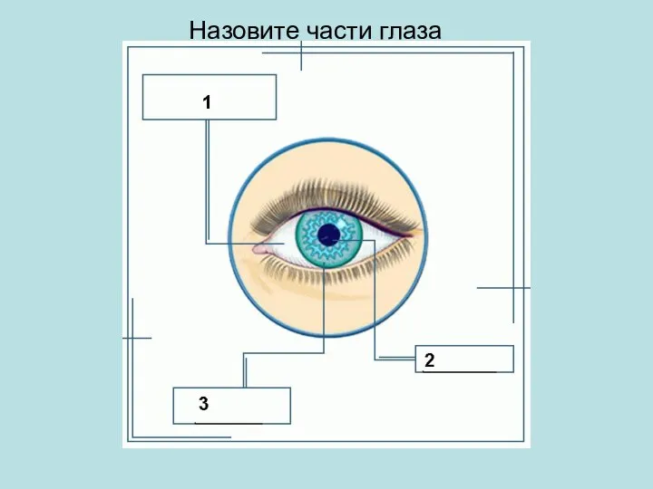 Назовите части глаза