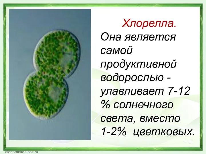 Хлорелла. Она является самой продуктивной водорослью - улавливает 7-12 % солнечного света, вместо 1-2% цветковых.
