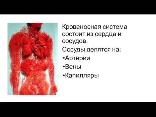Кровеносная система состоит из сердца и сосудов. Сосуды делятся на: Артерии Вены Капилляры