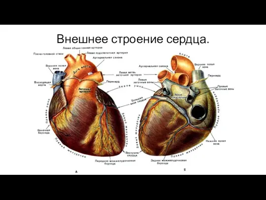 Внешнее строение сердца.