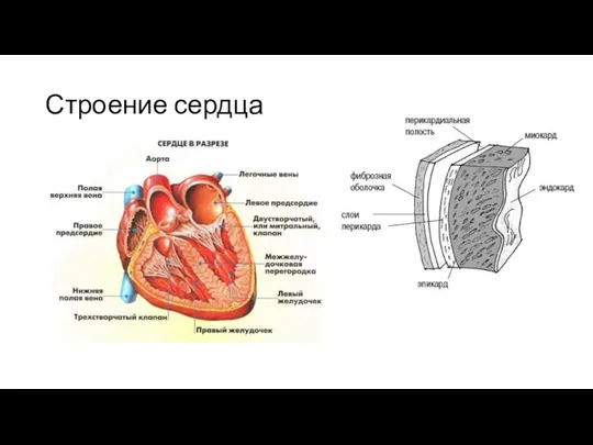 Строение сердца