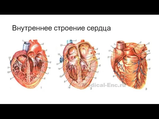 Внутреннее строение сердца