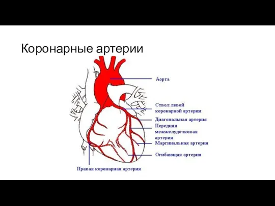 Коронарные артерии