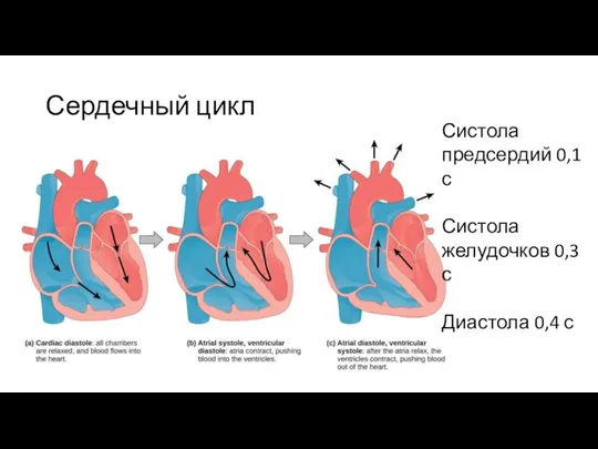 Сердечный цикл Систола предсердий 0,1 с Систола желудочков 0,3 с Диастола 0,4 с