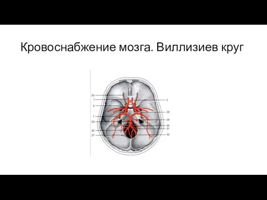 Кровоснабжение мозга. Виллизиев круг