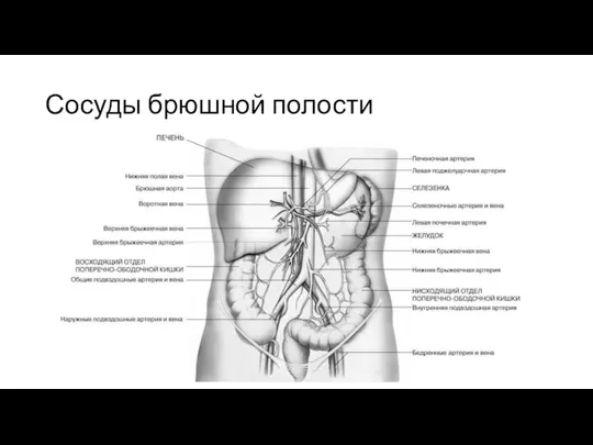 Сосуды брюшной полости