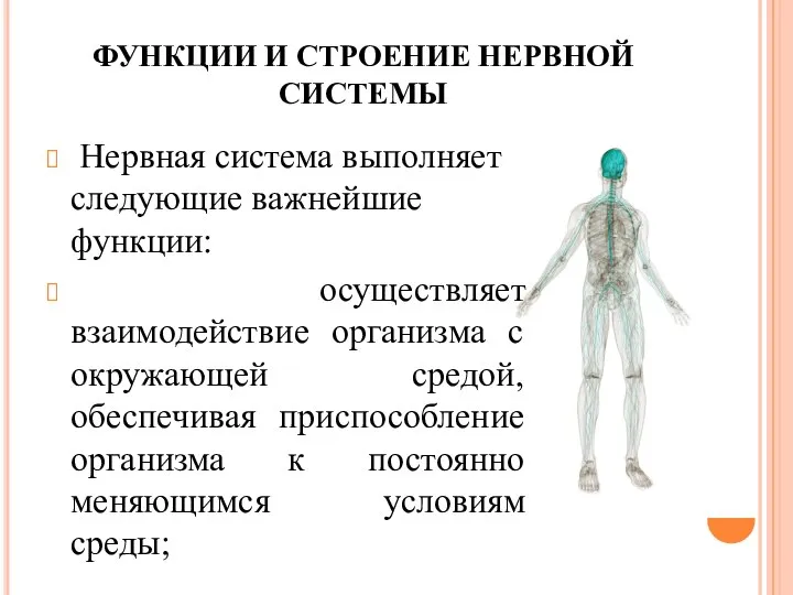 ФУНКЦИИ И СТРОЕНИЕ НЕРВНОЙ СИСТЕМЫ Нервная система выполняет следующие важнейшие функции: осуществляет