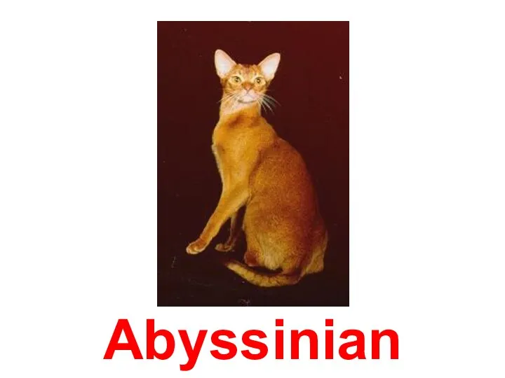 Abyssinian