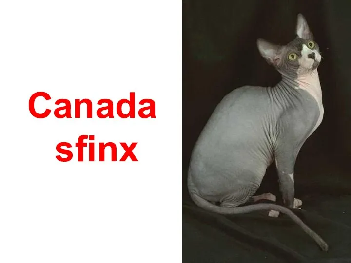 Canada sfinx