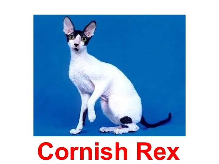 Cornish Rex