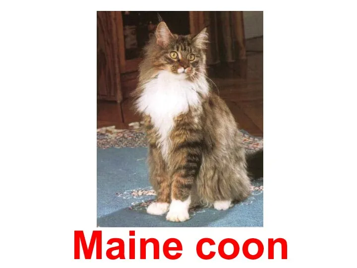 Maine coon