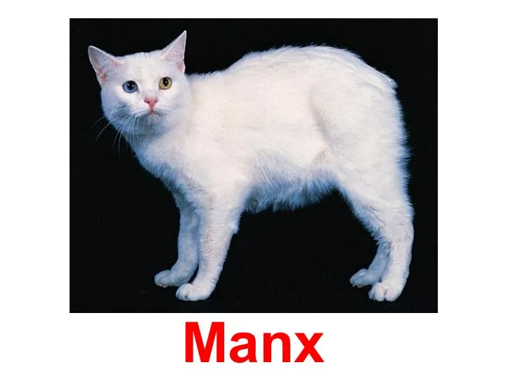 Manx