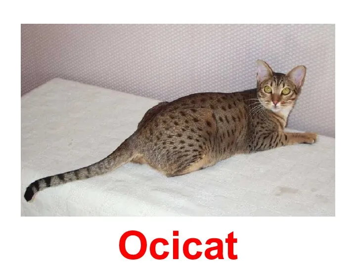 Ocicat