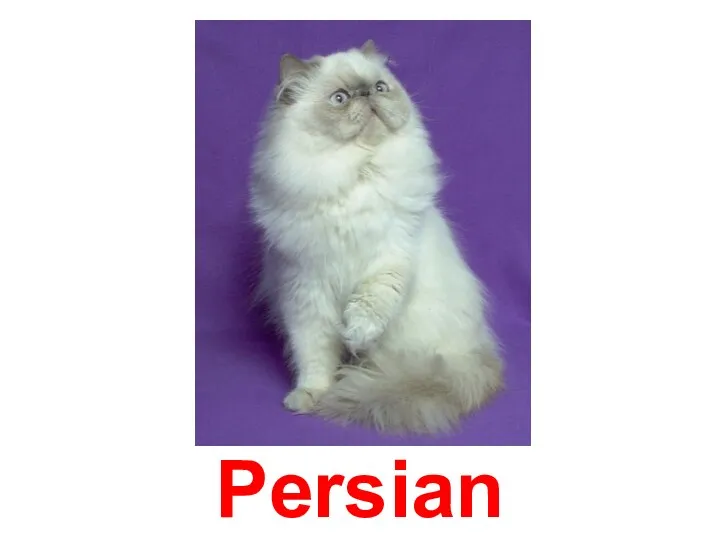 Persian