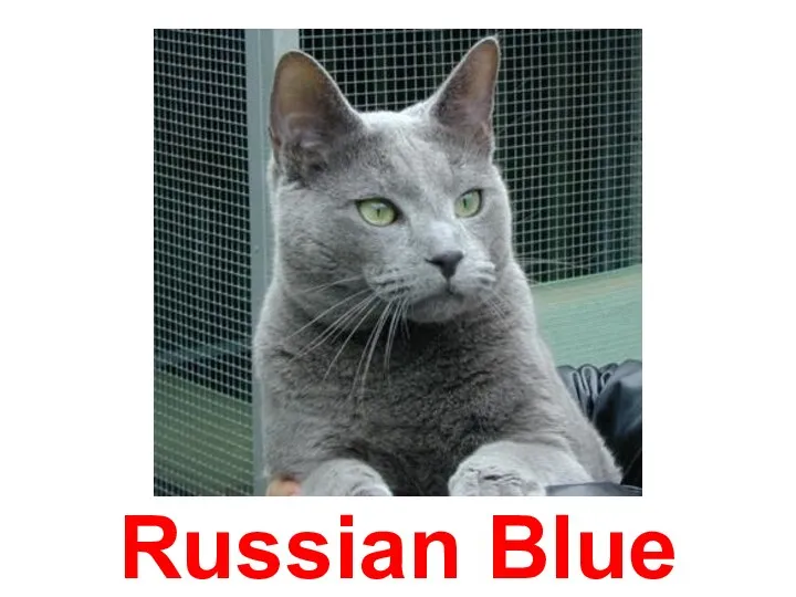 Russian Blue