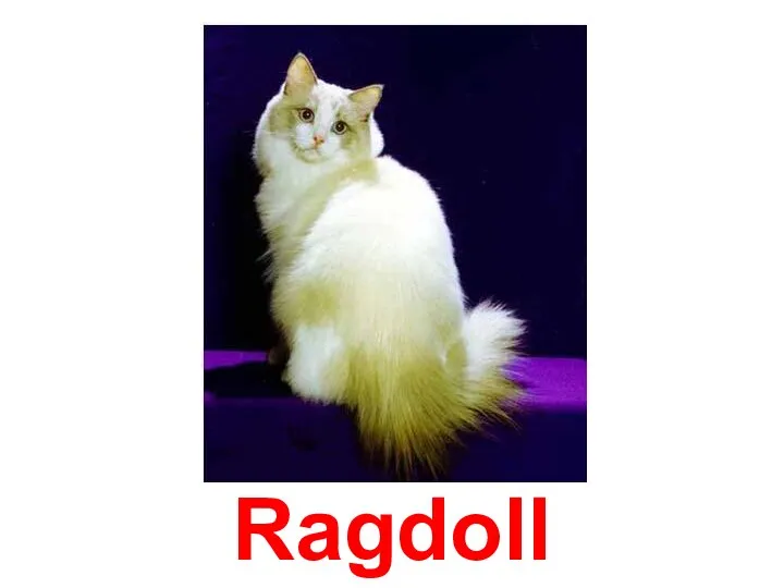 Ragdoll