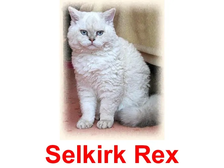 Selkirk Rex