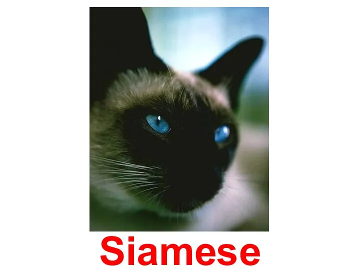 Siamese