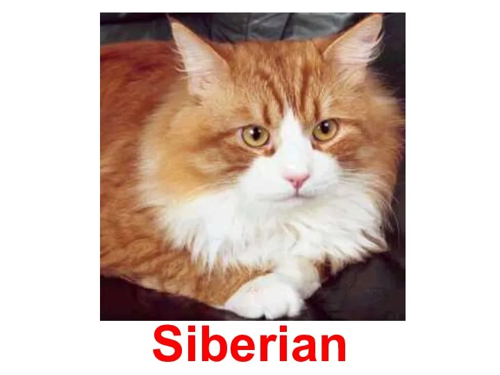 Siberian